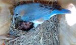 virginia bluebirds hatched