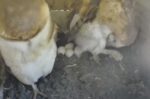 831 barn owls 4th egg