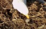 decorah eagles hd buries eaglet in grass