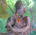 Olive Hummingbird Nest