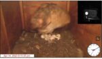 Oceanside Barn Owls