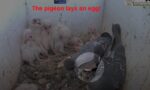 pigeon lays egg in barn owl box