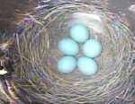 tn bluebird eggs