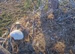 swfl bald eagles female intruder video