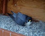 peregrine falcon 2 eggs 2023