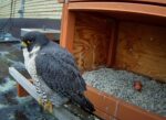 peregrine falcons 2 eggs