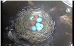 bluebird babies