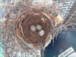 cardinal nest hatch watch