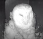 Moonstone Barn Owls Cam