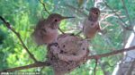 hummingbird offspring fledging