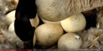 Decorah Goose eggs are hatching
