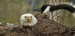 Decorah Eagles vs Canada Geese