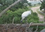 Wood Stork