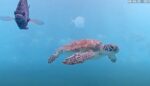 Sea Turtle Deerfield Beach
