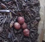 4th egg kestrel laid