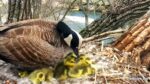 Canada Geese Nest