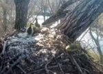 decorah goslings jump from nest