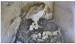 831 barn owls 7 eggs