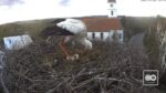 white stork eggs hatch