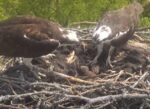carthage osprey 3rd egg laid
