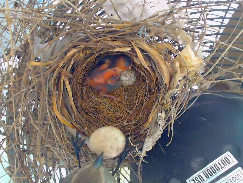 04-27_Cowbird.JPG