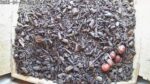 kestrel 5 eggs