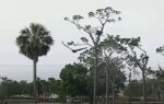 swfl m15 get chased