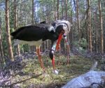 Black Storks egg