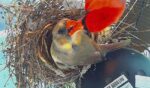 cardinal-cam