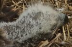 Eaglet Pin Feathers