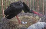 black stork on defence intruder