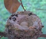 olive the hummingbird 2nd egg 3rd clutch