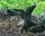 wingercizing eaglet hays eagles