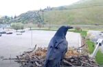 Raven at Hellgate