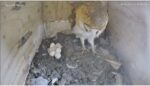 831 owl eggs hatching