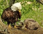 decorah eagles fish slap