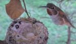 olive hummingbird 1st egg 3rd clutch