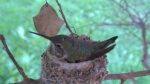 Olive Hummingbird hatch watch