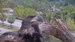 swfl mockingbird intruder