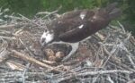 4k osprey hatch watch