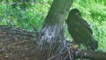 hays eaglet branching