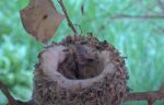 hummingbird hatch