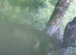 hays eaglet branches