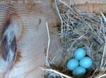 blubird nest eggs