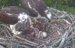 dead-osprey