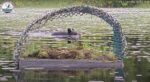 bear visits loon nest