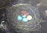 bluebird hatch