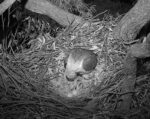 sea eagle nest