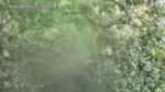 Video thumbnail for youtube video hs7wj4m4wvk