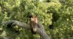 dh2 branches decorah eagles